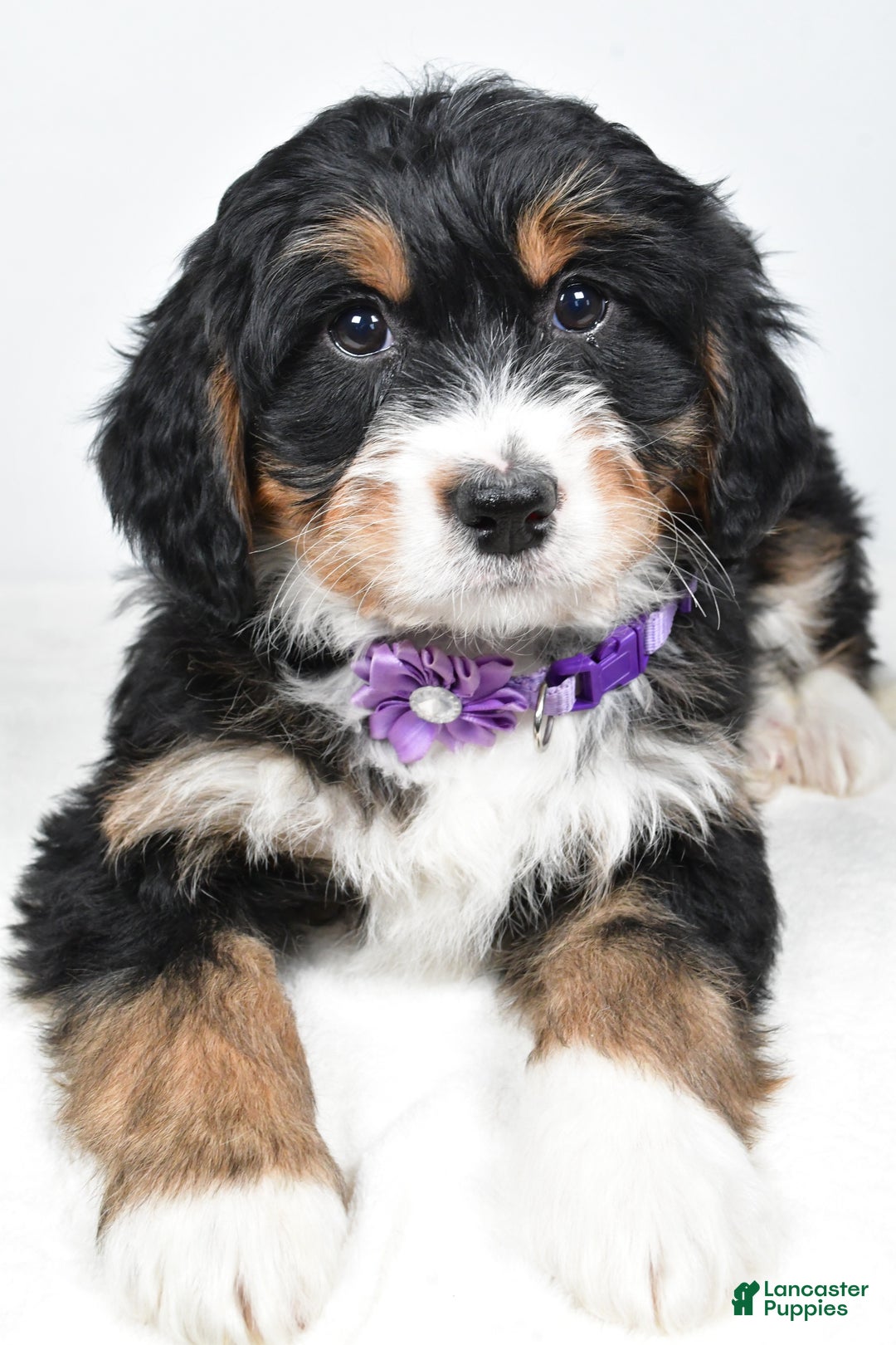 Mini Bernedoodle dogs for sale: Ava - Ad 8