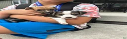 Jack Russell Terrier dogs for sale: S’mores  - Ad 2
