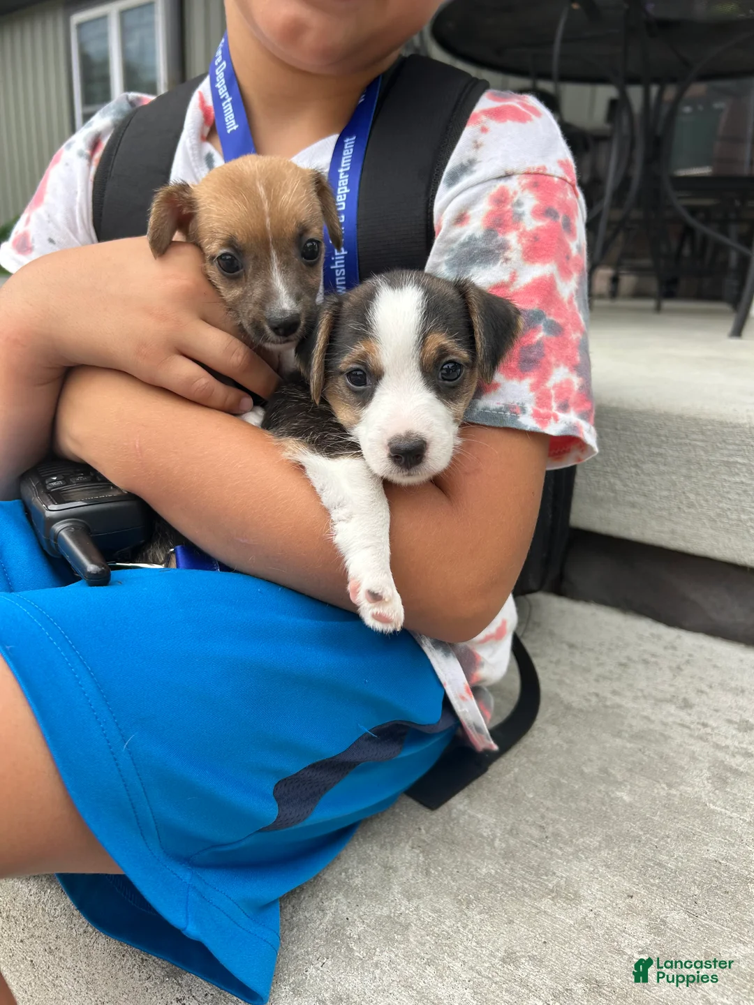 Jack Russell Terrier dogs for sale: S’mores  - Ad 2