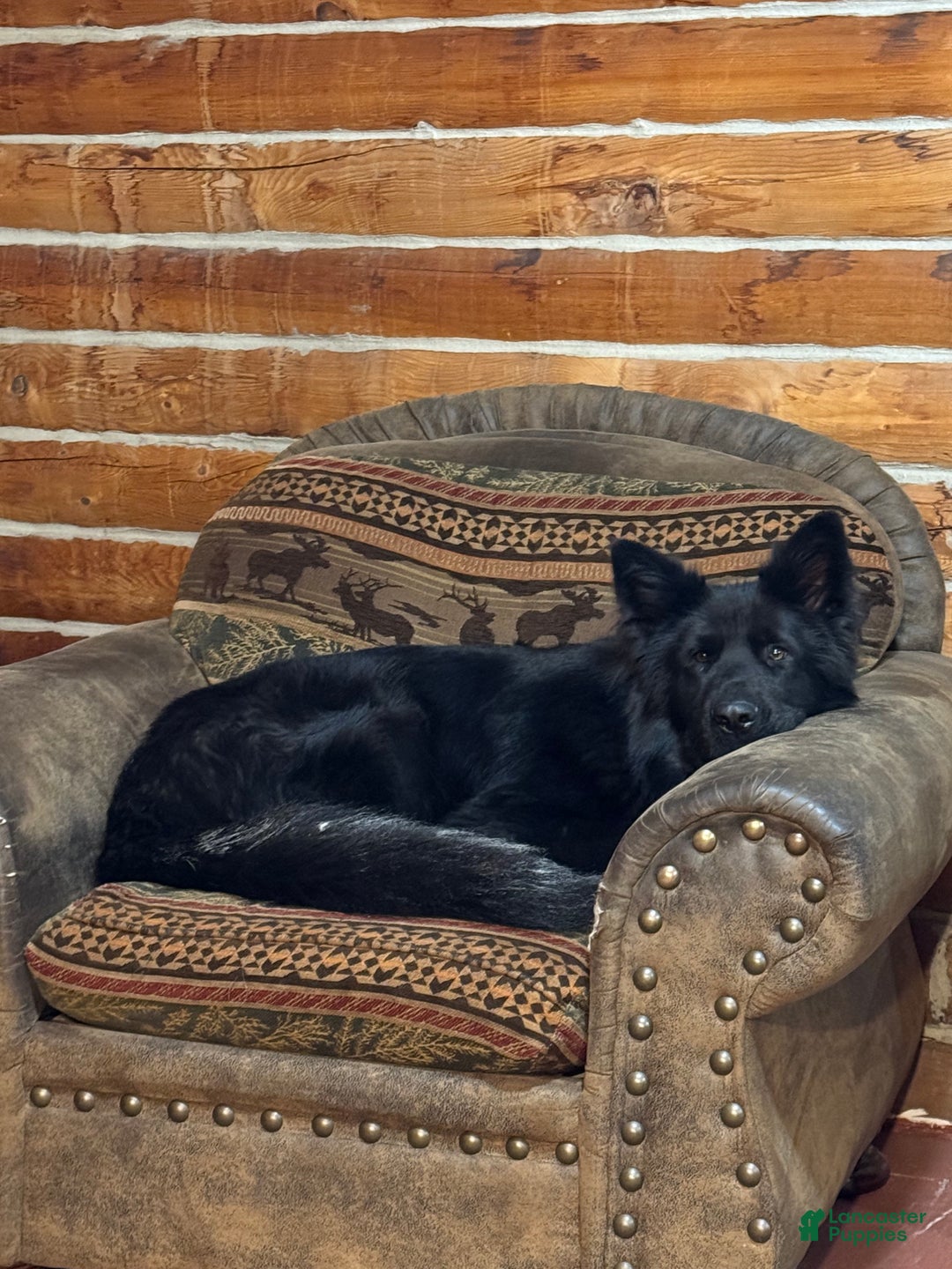 German Shepherd dogs for sale: Summit  - Ad 5