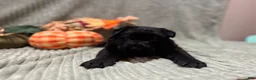 German Shepherd dogs for sale: Duke - Ad 5