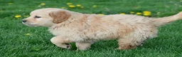 Golden Retriever dogs for sale: Cash - Ad 10
