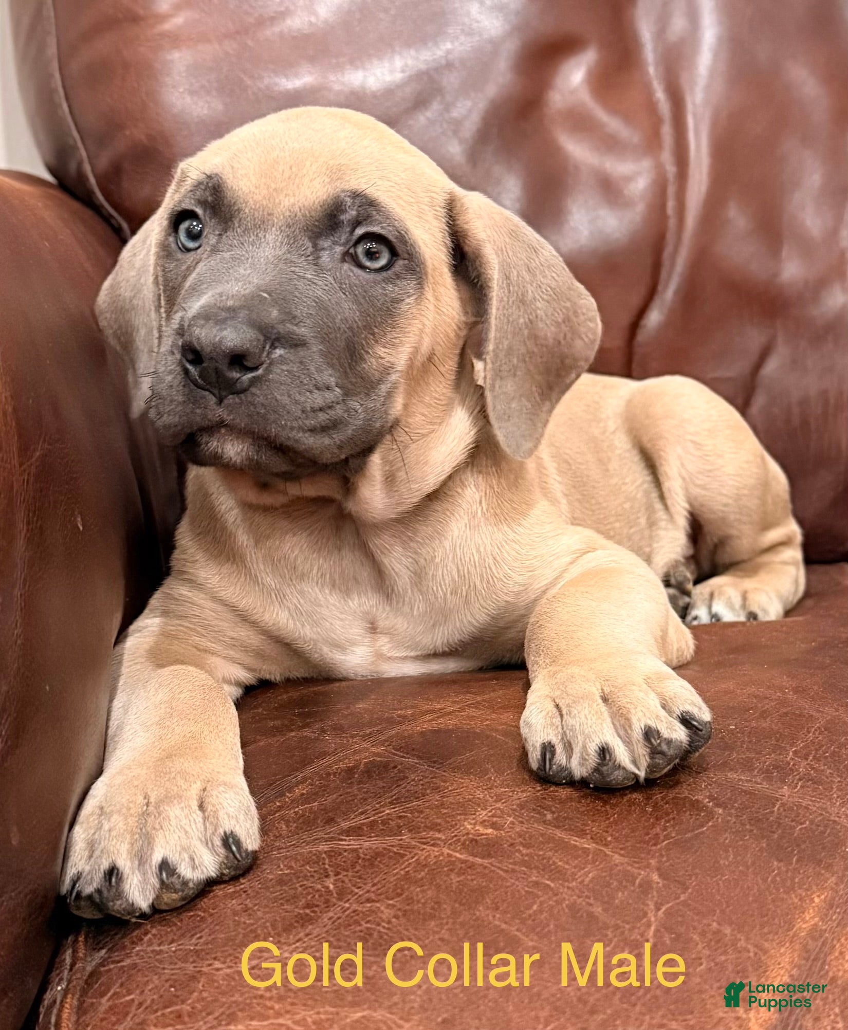 Cane Corso dogs Cane Corso Puppy Gold Collar Male - Ad 2