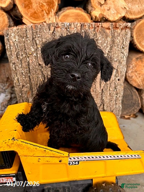 Mixed Breed dogs Leo - Ad 37