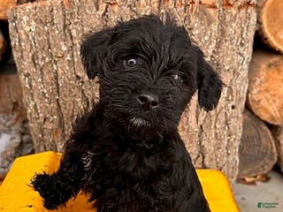 Mixed Breed dogs Leo - Ad 37