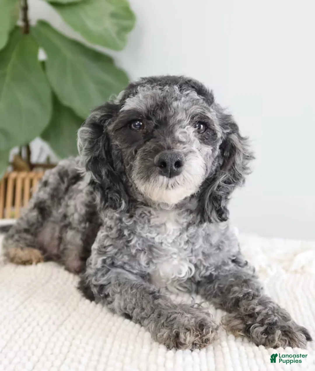 Toy Poodle dogs for sale: Star - Ad 5