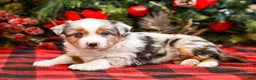 Miniature Australian Shepherd dogs for sale: Bow - Ad 4