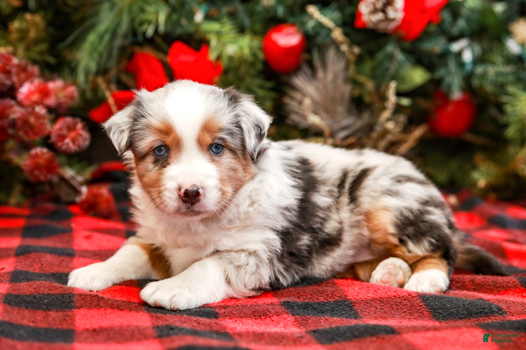 Miniature Australian Shepherd dogs for sale: Bow - Ad 4