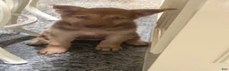 Gerberian Shepsky dogs for sale: Mila  - Ad 5