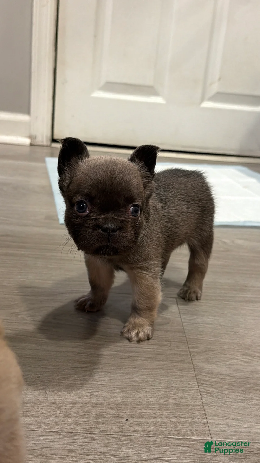 French Bulldog dogs for sale: Suki - Ad 2
