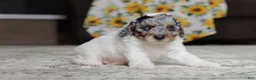 Miniature Poodle dogs for sale: Mabel - Ad 3