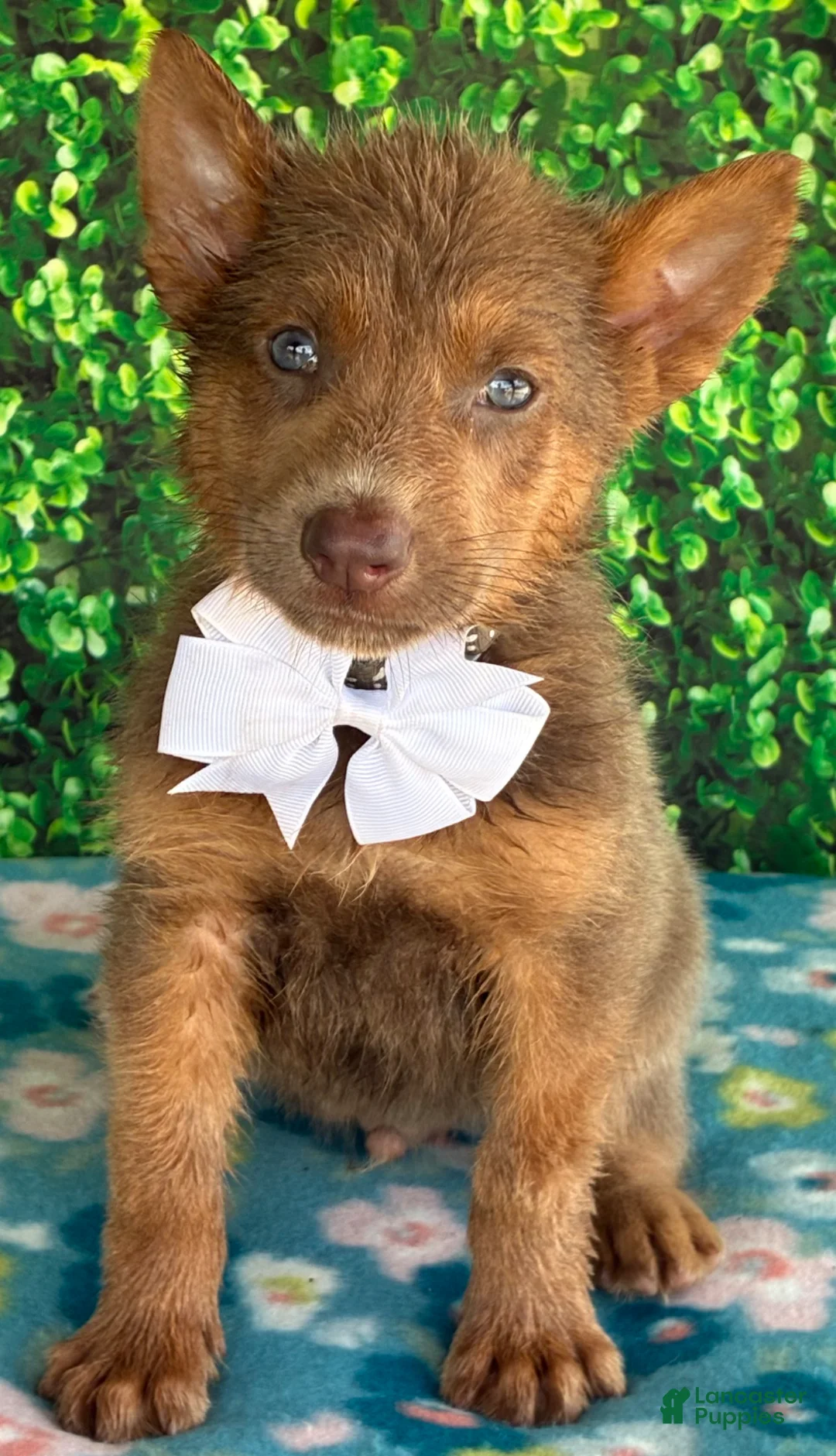 German Shepherd dogs for sale: White bow - Ad 1