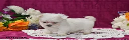 Maltese dogs for sale: Ace - Ad 3