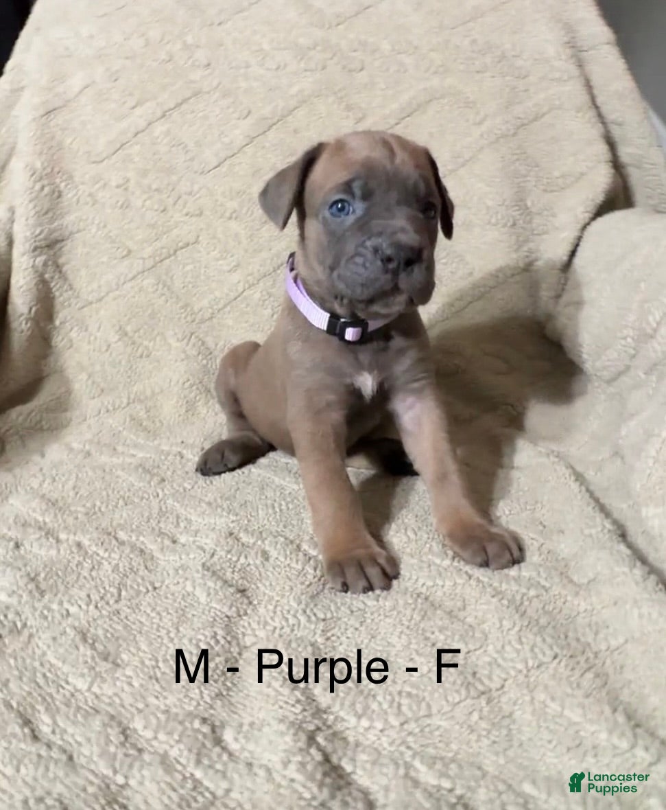 Cane Corso dogs Purple - Ad 17
