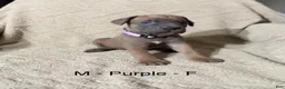 Cane Corso dogs for sale: Purple - Ad 1
