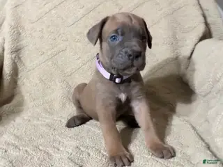 Cane Corso dogs Purple - Ad 17