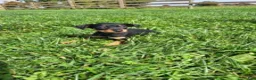 Miniature Pinscher dogs for sale: Female - Ad 5
