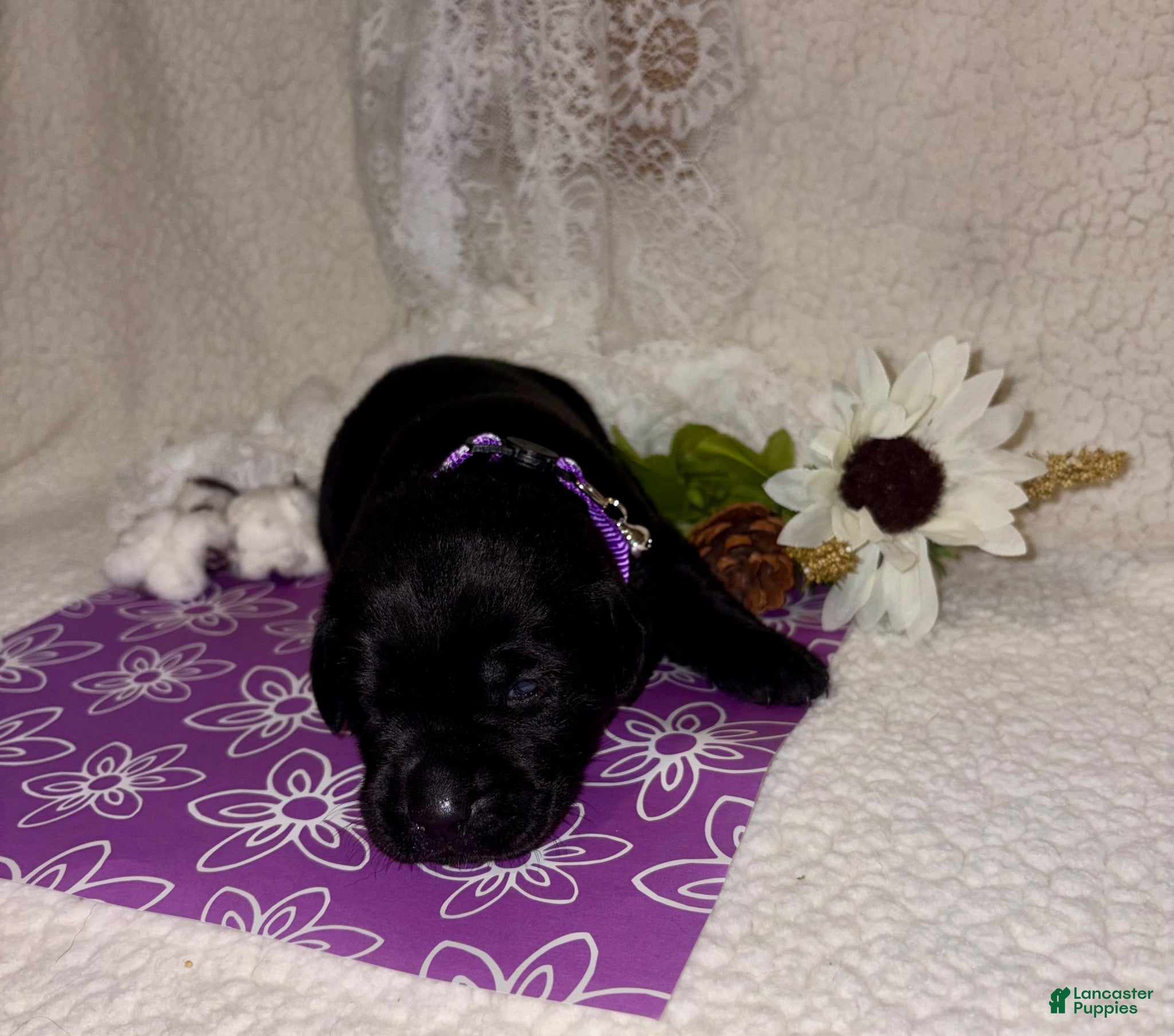 Labrador Retriever dogs Labrador Retriever black female purple collar - Ad 1