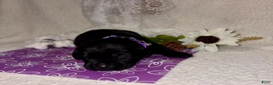 Labrador Retriever black female purple collar