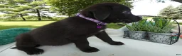Sheprador dogs for sale: Sheprador 8 April  - Ad 4