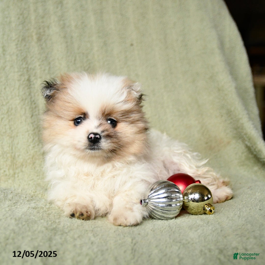 Pomeranian dogs for sale: Reggie - Ad 3