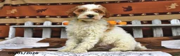 Goldendoodle dogs for sale: Lass   - Ad 5