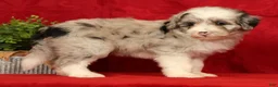 Mini Sheepadoodle dogs for sale: Diesel - Ad 3