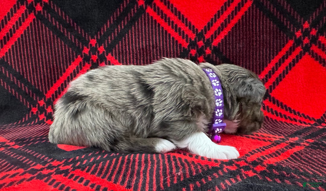 Australian Shepherd dogs for sale: Australian Shepherd Puppy - Purple Collar - Ad 8