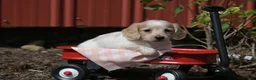 Miniature Dachshund dogs for sale: Vallory - Ad 8