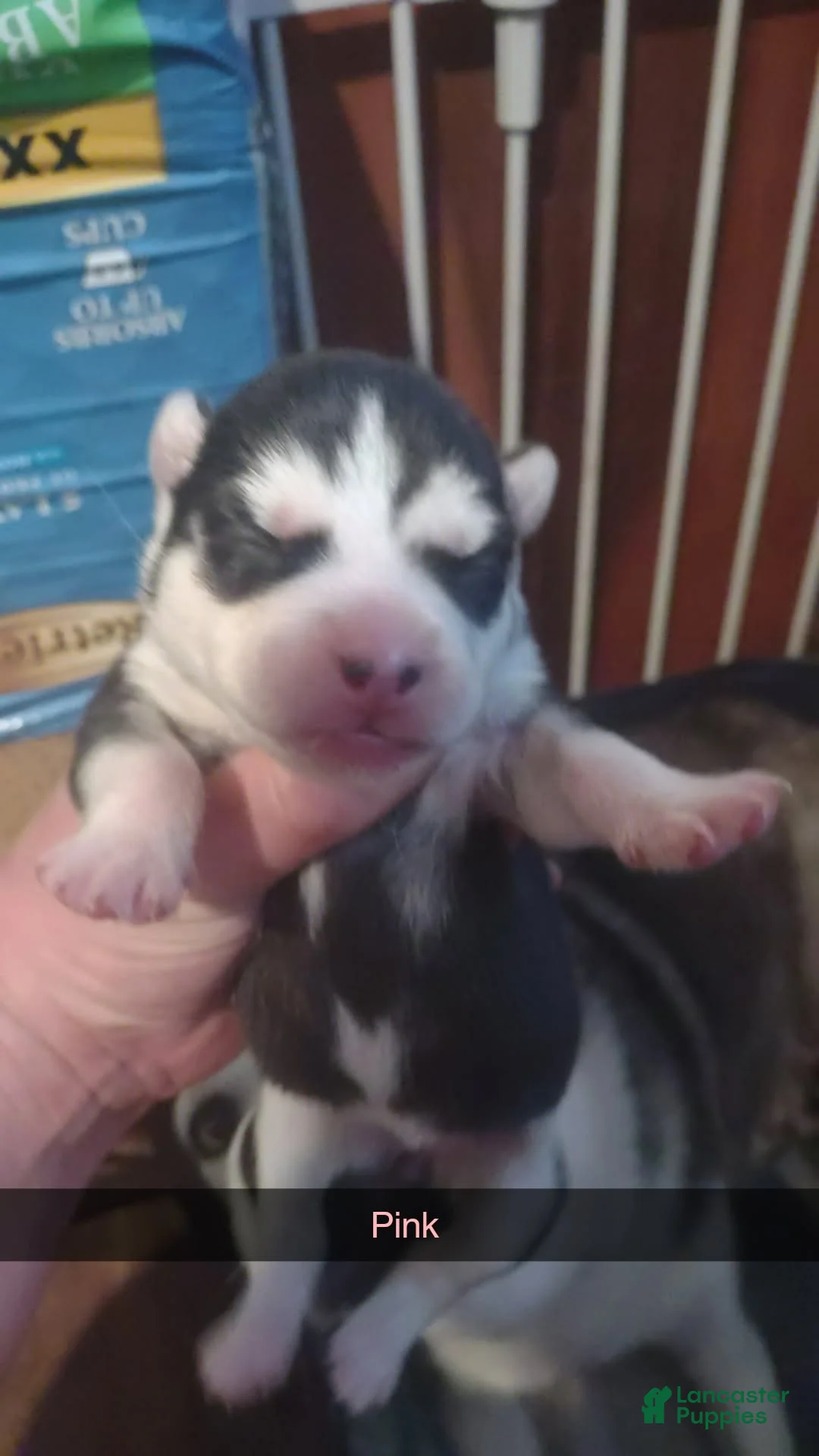 Gallery Image {{count}}