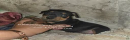 Miniature Pinscher dogs for sale: Mona black and rust  - Ad 7