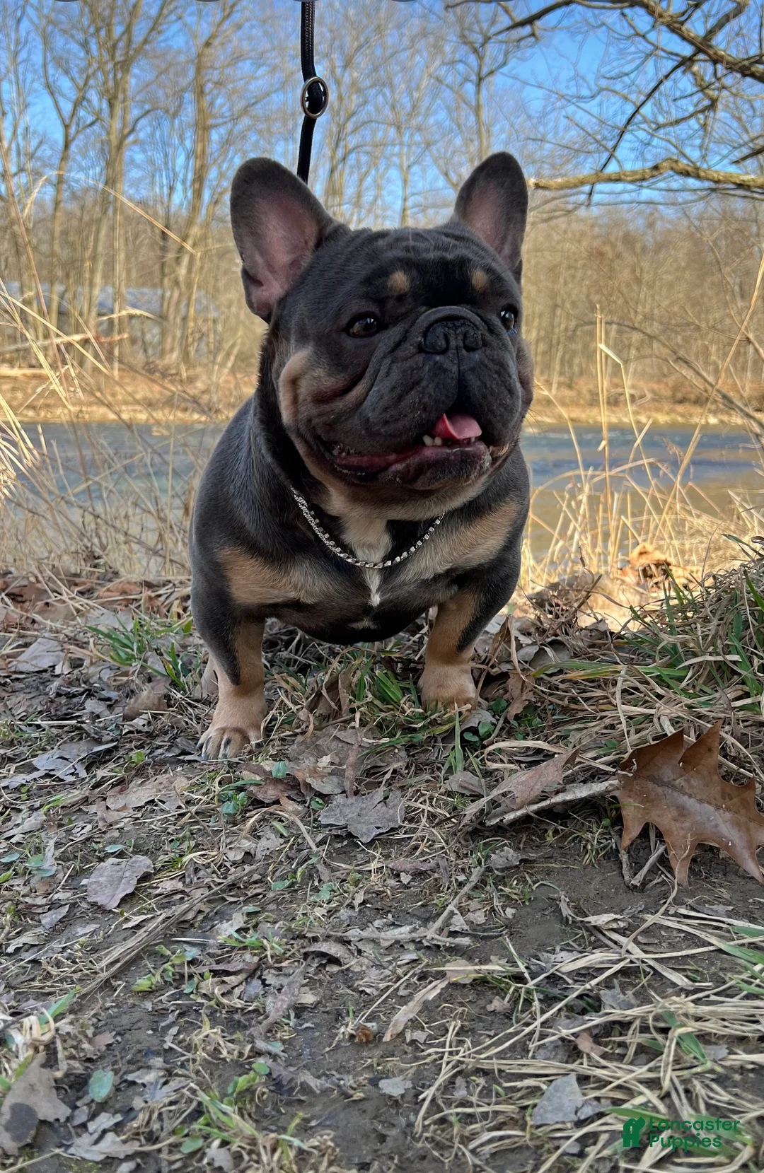 French Bulldog dogs for stud: Lonnie Leonidas - Ad 2