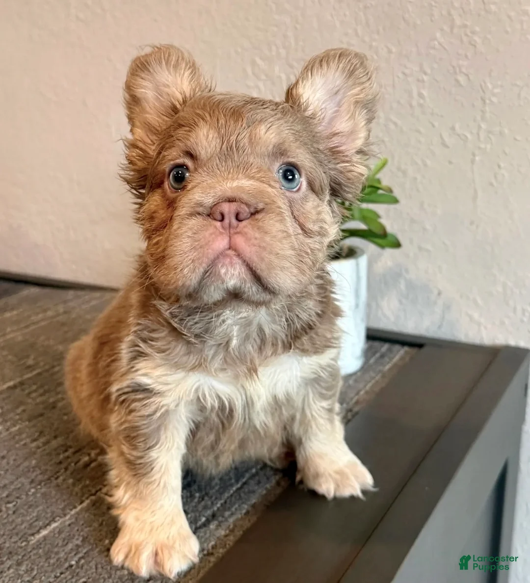 French Bulldog dogs for sale: FENDI - Isabella Tan Fluffy in Cali, USA Delivery & Financing Options! - Ad 1