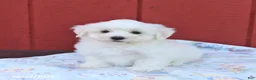 Maltese dogs for sale: Ned - Ad 5