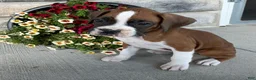 Boxer dogs for sale: Dale - Ad 5