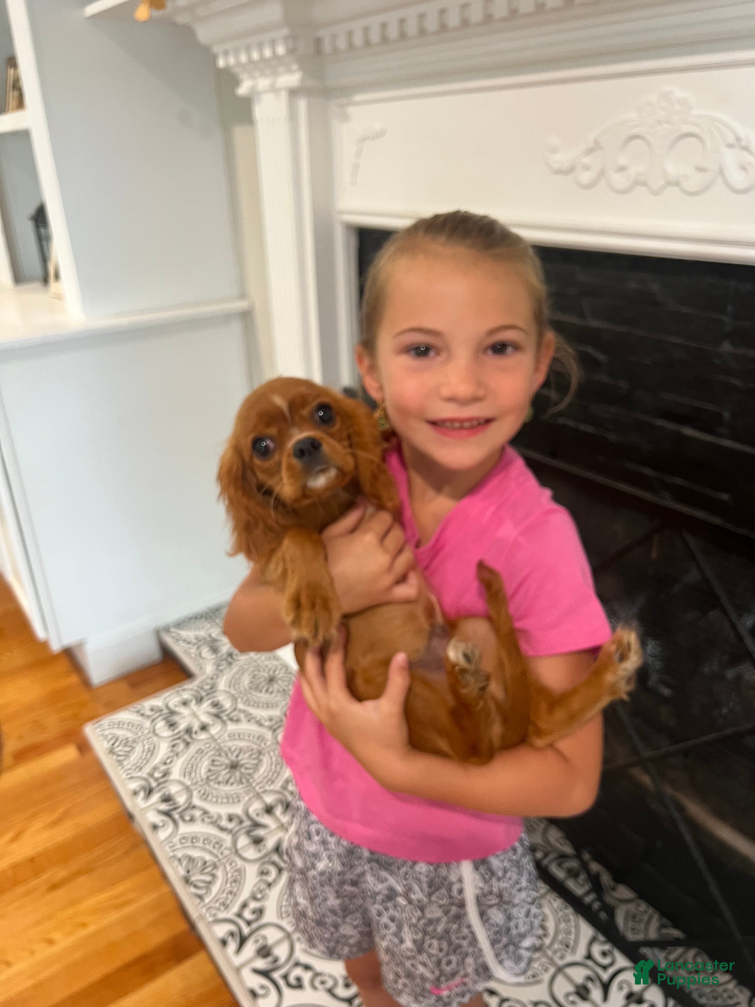 Cavalier King Charles Spaniel dogs Ruby boy 2 - Ad 1