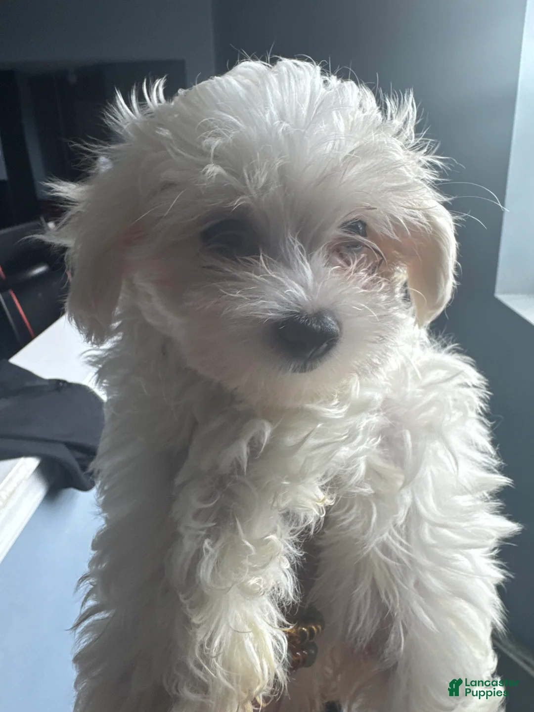Maltese dogs for sale: Maltese Puppy 4 - Ad 1