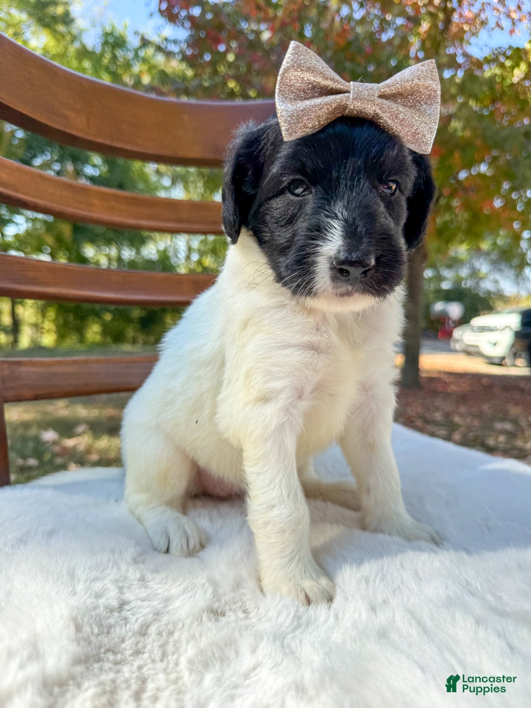 Saint Berdoodles dogs for sale: Rowan - Ad 4