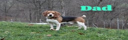 Beagle dogs for sale: Fannie - Ad 10