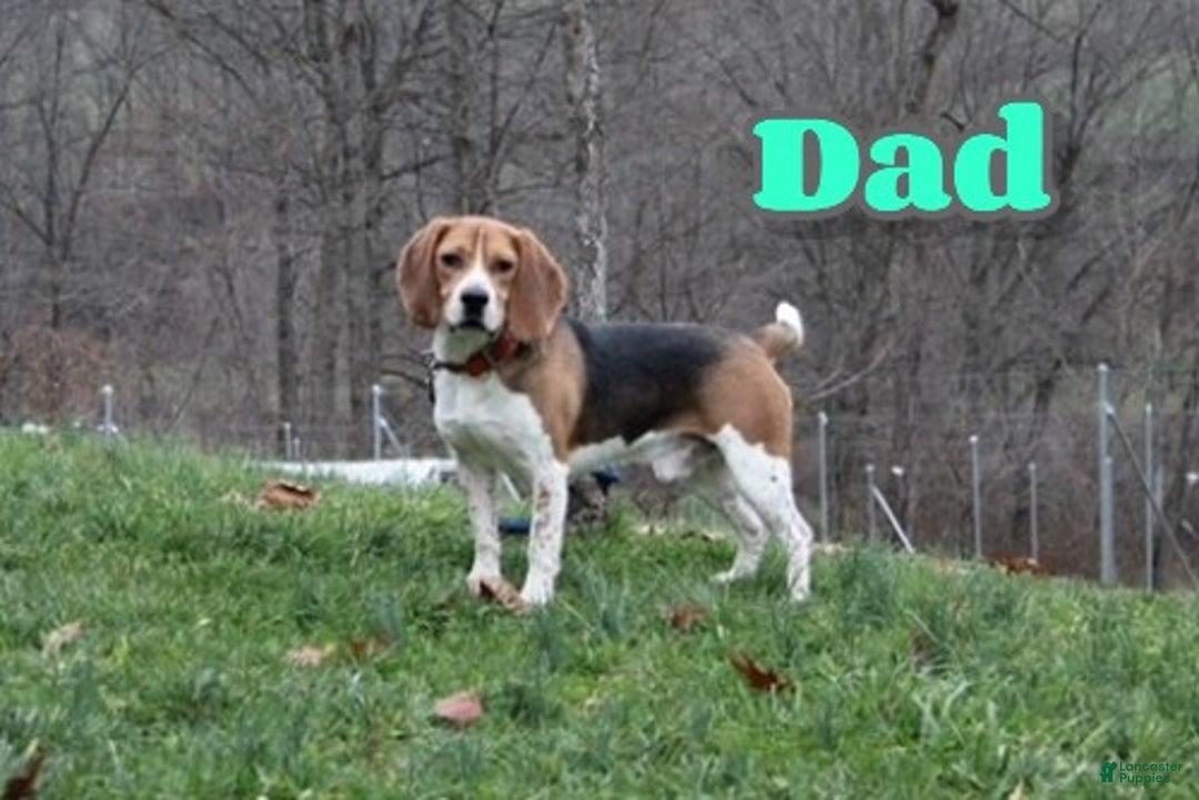Beagle dogs for sale: Fannie - Ad 10