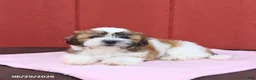 Malshi dogs for sale: Sugar - Ad 3