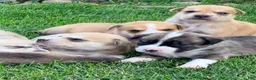 Mixed Breed dogs for sale: Pitsky femlae 6 - Ad 3