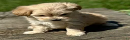 Maltipoo dogs for sale: Donald - Ad 4