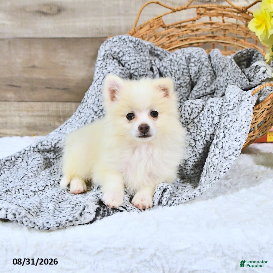 Pomeranian dogs Lincoln - Ad 2