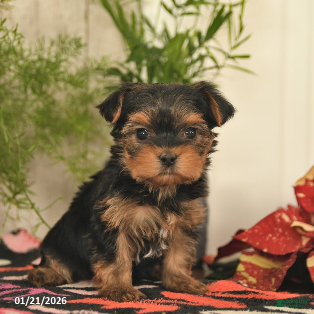 Yorkshire Terrier dogs for sale: Starlight  - Ad 3