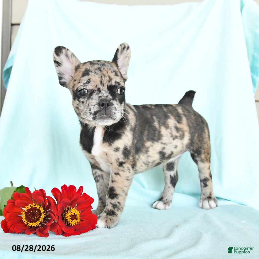 French Bulldog dogs Lilac - Ad 1