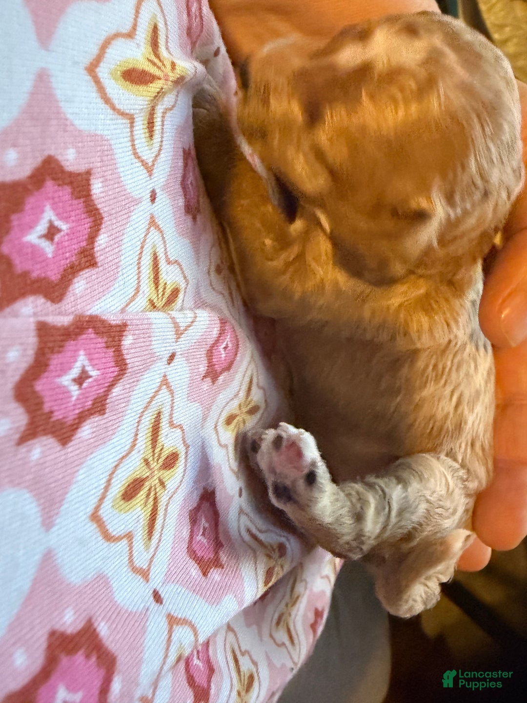 Miniature Poodle dogs for sale: AKC Miniature Poodle Puppy Yellow - Ad 4