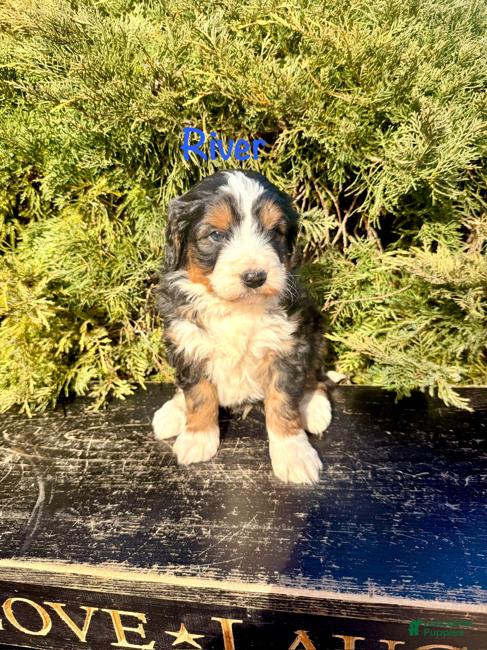 Bernedoodle dogs River - Ad 2