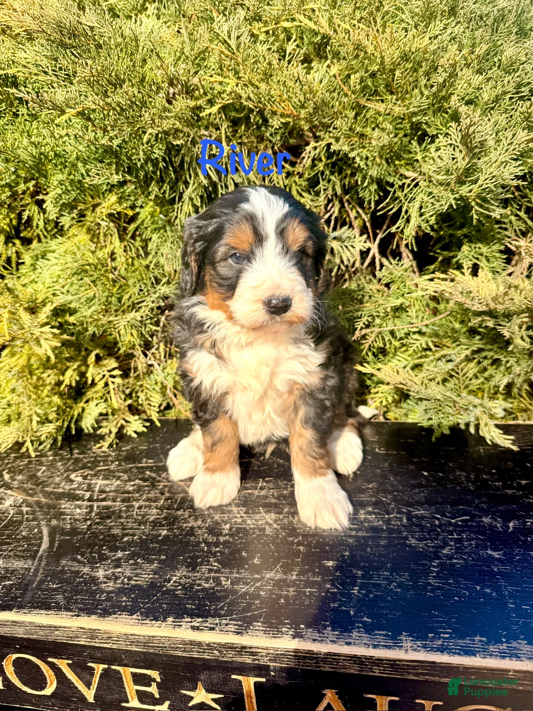 Bernedoodle dogs for sale: River - Ad 2