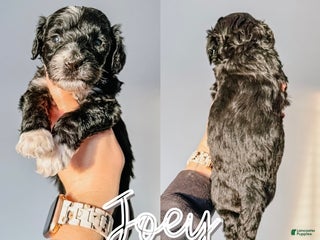 Mixed Breed dogs Joey - Ad 12